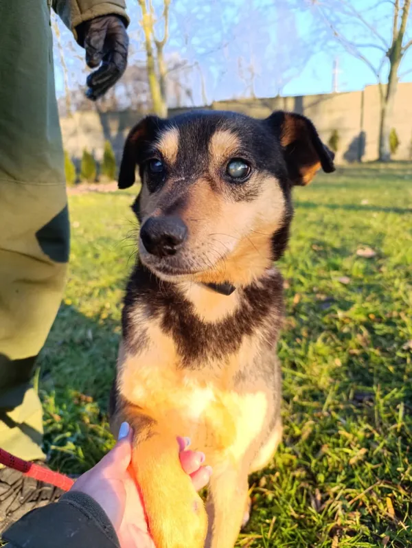 Pies do adopcji, Bełchatów, 14 kwietnia 2025 (1/5)