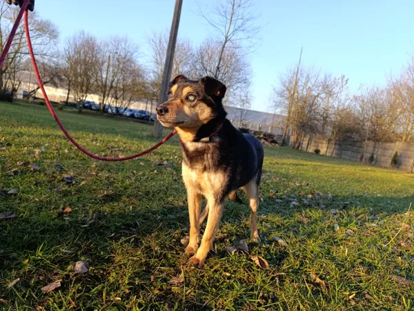 Pies do adopcji, Bełchatów, 14 kwietnia 2025 (3/5)