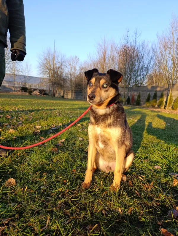 Pies do adopcji, Bełchatów, 14 kwietnia 2025 (4/5)