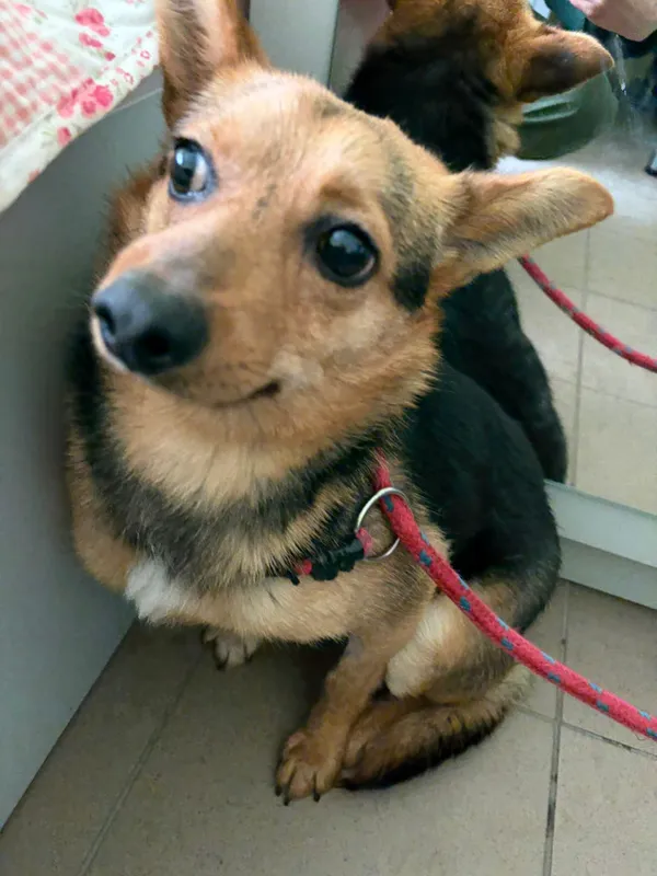 Pies do adopcji, Bełchatów, 19 grudnia 2025 (1/5)