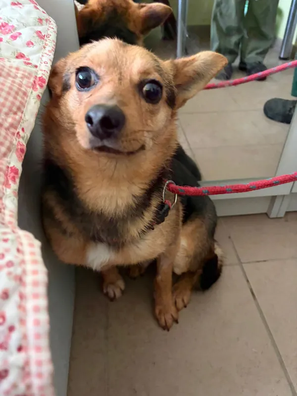 Pies do adopcji, Bełchatów, 19 grudnia 2025 (2/5)