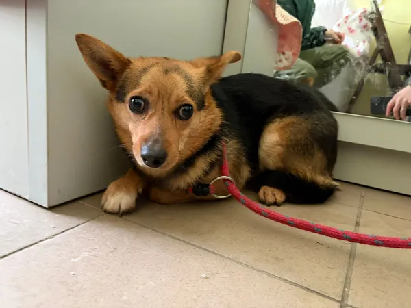 Pies do adopcji, Bełchatów, 19 grudnia 2025 (3/5)