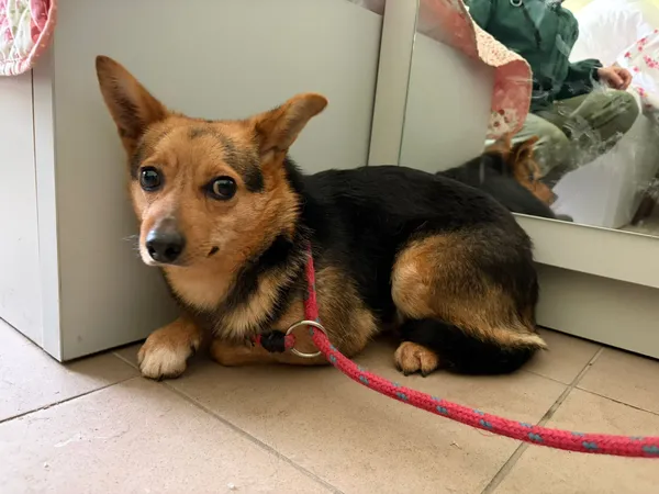 Pies do adopcji, Bełchatów, 19 grudnia 2025 (4/5)