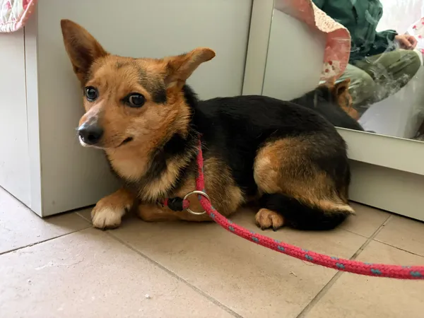 Pies do adopcji, Bełchatów, 19 grudnia 2025 (5/5)