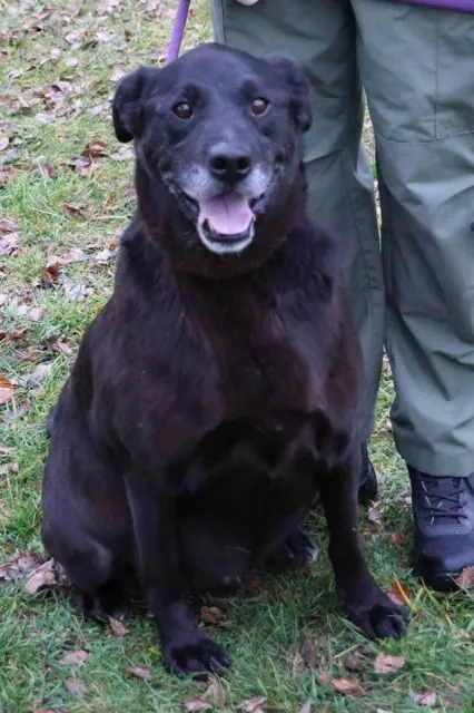 Pies do adopcji, Bełchatów, 31 stycznia 2023 (1/5)