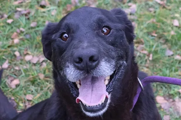 Pies do adopcji, Bełchatów, 31 stycznia 2023 (3/5)