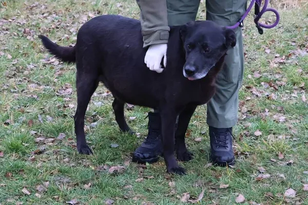 Pies do adopcji, Bełchatów, 31 stycznia 2023 (4/5)