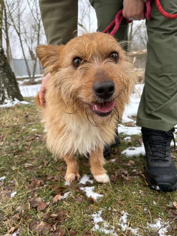 Pies do adopcji, Bełchatów, 7 stycznia 2026 (1/5)