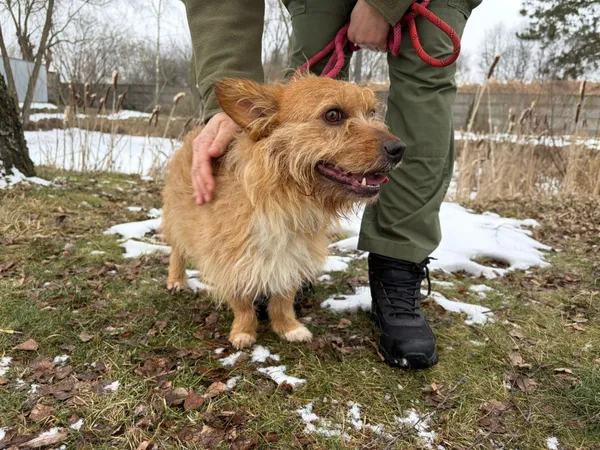 Pies do adopcji, Bełchatów, 7 stycznia 2026 (3/5)