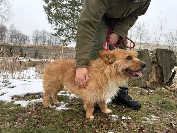 Pies do adopcji, Bełchatów, 7 stycznia 2026 (5/5)