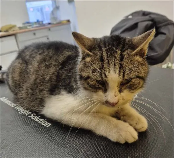 Znaleziono kota, Grudziądz, 16 lutego 2026