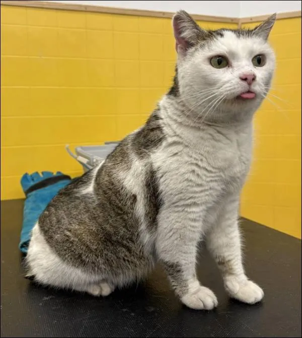 Znaleziono kota, Grudziądz, 16 lutego 2026