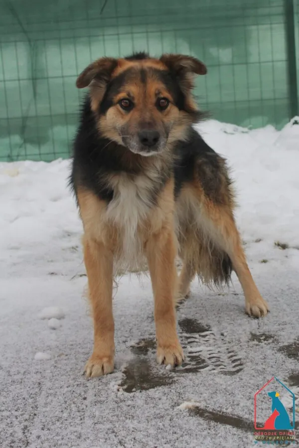 Pies do adopcji, Grudziądz, 27 stycznia 2026