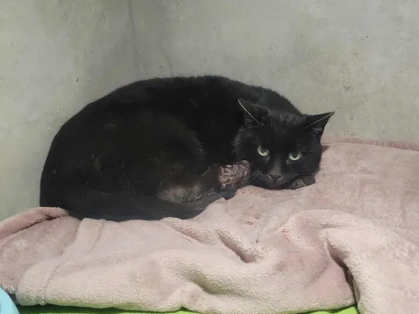 Znaleziono kota, Sosnowiec, 13 lutego 2026