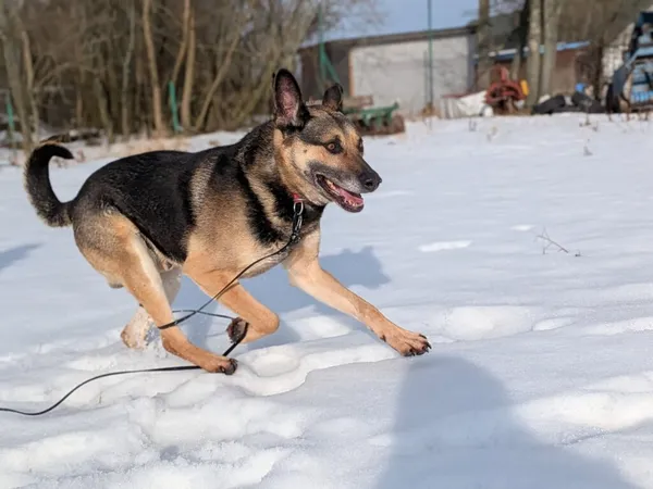 Pies do adopcji, Korabiewice, 16 lutego 2026