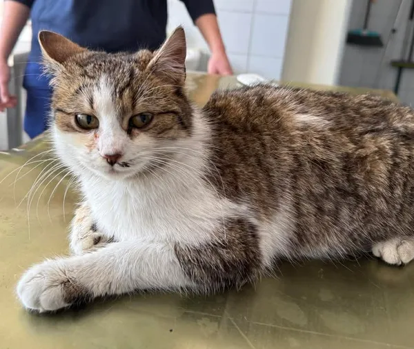 Znaleziono kota, Lublin, 15 lutego 2026