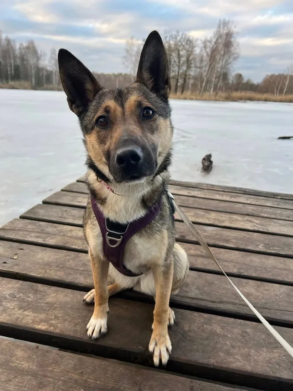 Pies do adopcji, Tychy, 12 stycznia 2026