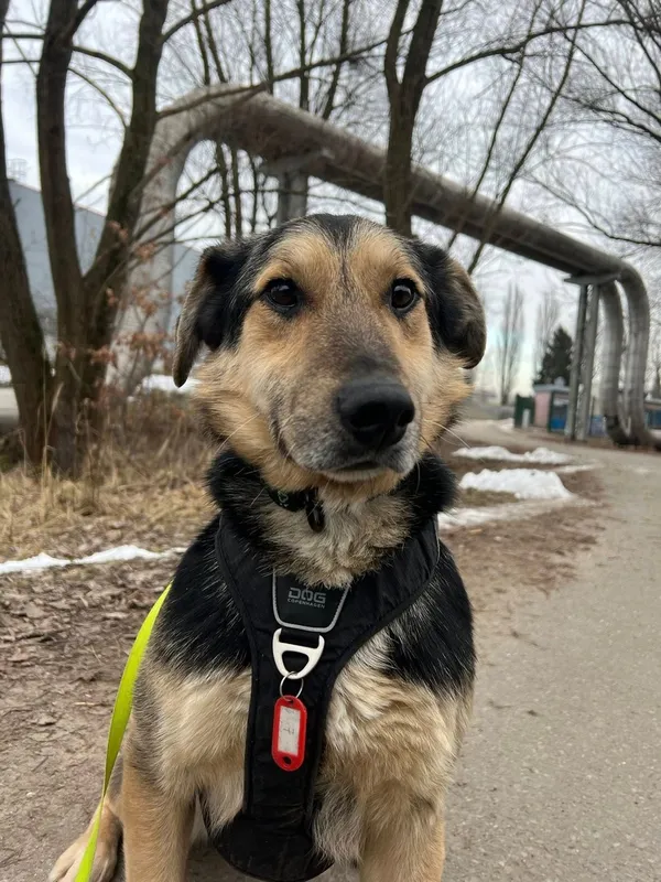 Pies do adopcji, Tychy, 12 stycznia 2026