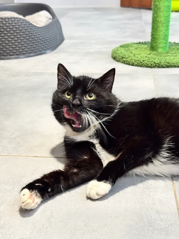 Kot do adopcji, Tychy, 5 stycznia 2026