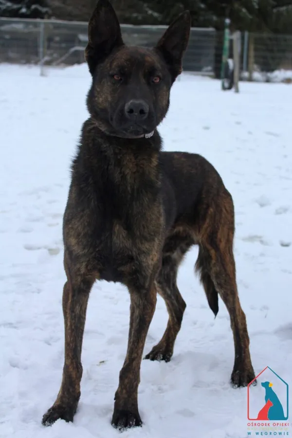 Pies do adopcji, Grudziądz, 13 lutego 2026