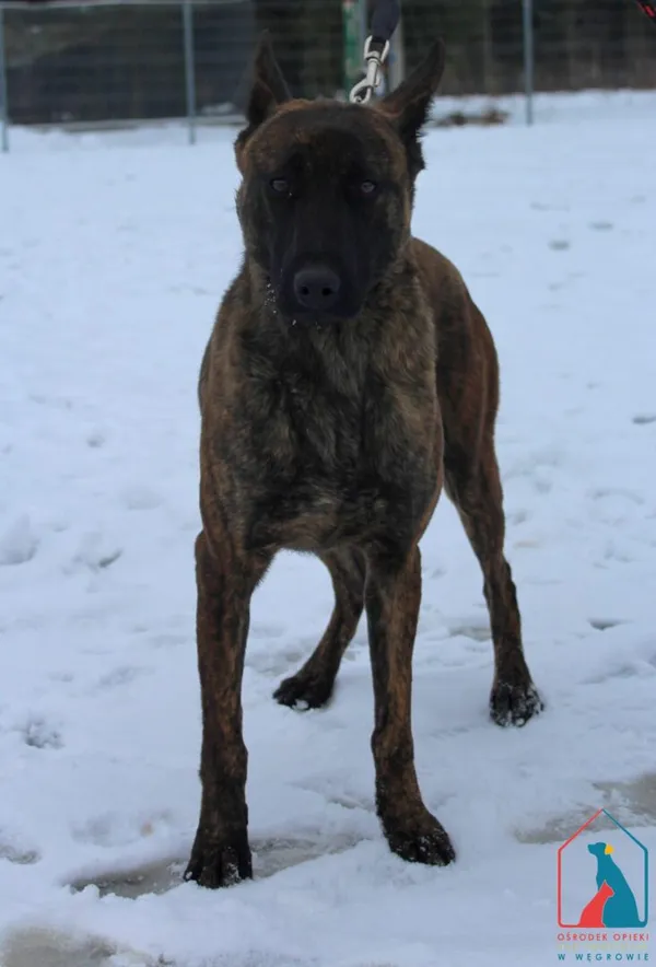 Pies do adopcji, Grudziądz, 13 lutego 2026