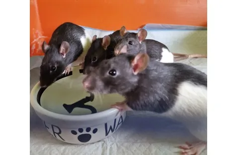 Oddam zwierzę, Wrocław, 13 grudnia 2025