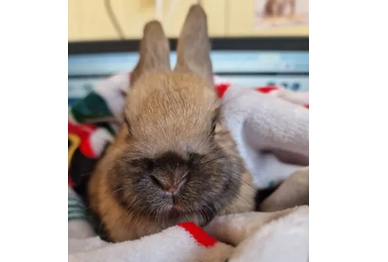 Oddam zwierzę, Wrocław, 19 stycznia 2026