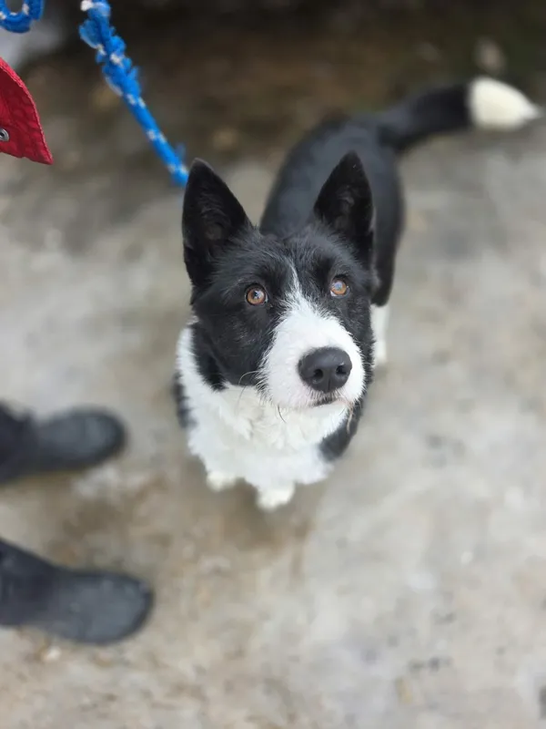 Pies do adopcji, Radom, 16 lutego 2026 (4/4)