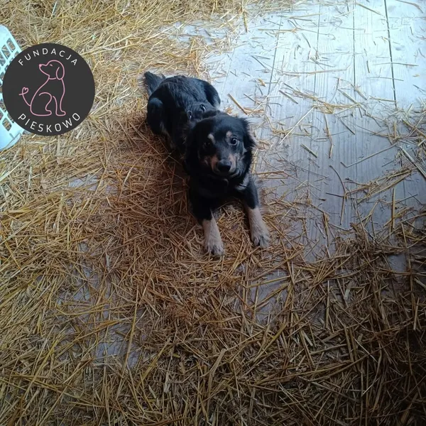 Pies do adopcji, Wolsztyn, 16 lutego 2026