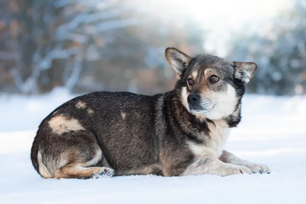 Pies do adopcji, Nowodwór, 16 lutego 2026 (1/5)