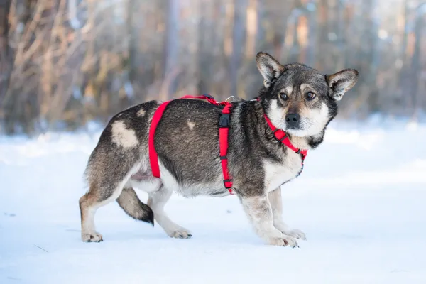 Pies do adopcji, Nowodwór, 16 lutego 2026 (2/5)