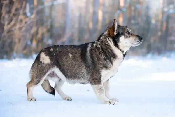 Pies do adopcji, Nowodwór, 16 lutego 2026 (3/5)