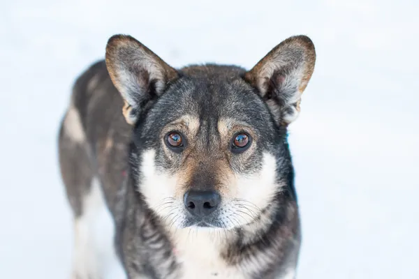 Pies do adopcji, Nowodwór, 16 lutego 2026 (4/5)