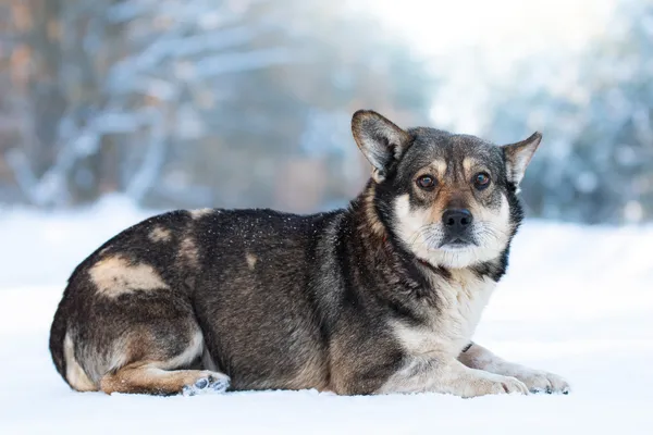 Pies do adopcji, Nowodwór, 16 lutego 2026 (5/5)