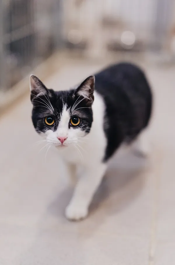 Kot do adopcji, Częstochowa, 29 lipca 2025 (1/5)