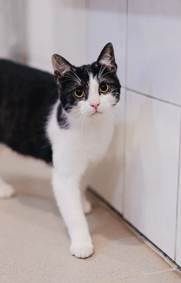 Kot do adopcji, Częstochowa, 29 lipca 2025 (2/5)