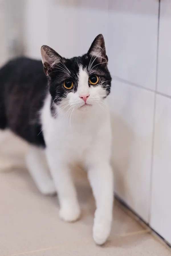 Kot do adopcji, Częstochowa, 29 lipca 2025 (3/5)