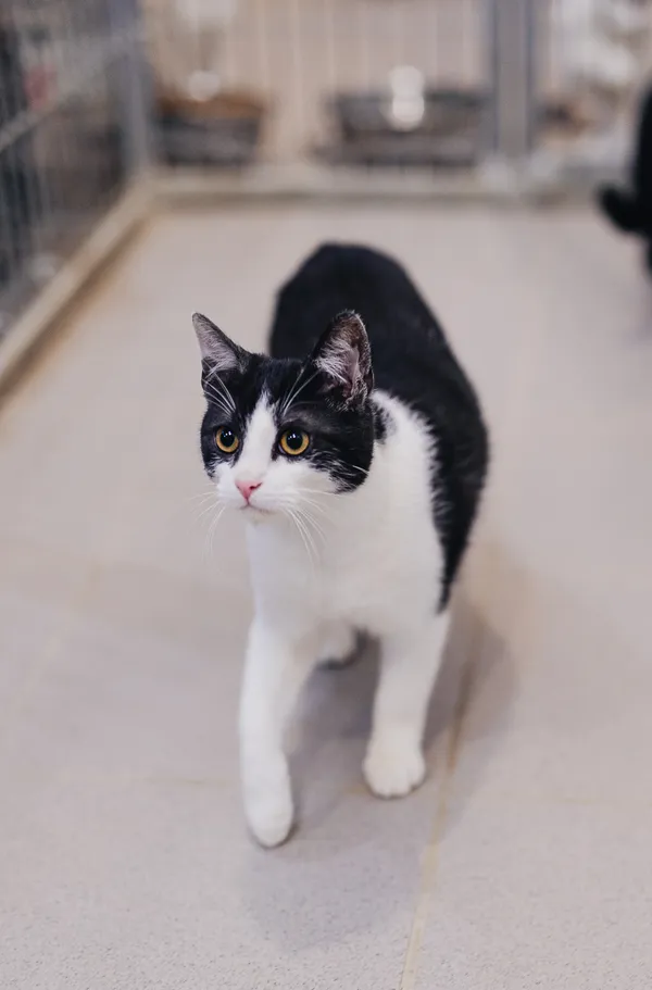 Kot do adopcji, Częstochowa, 29 lipca 2025 (4/5)