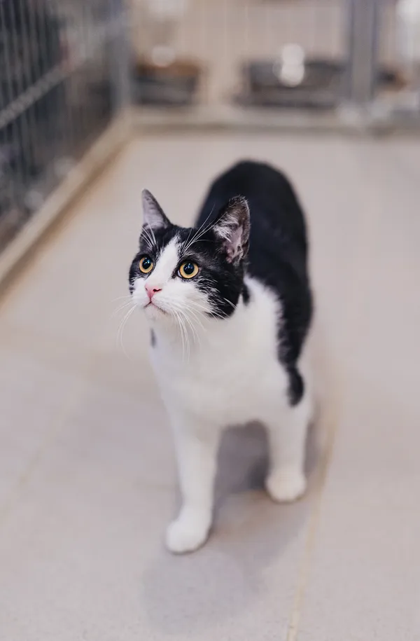 Kot do adopcji, Częstochowa, 29 lipca 2025 (5/5)