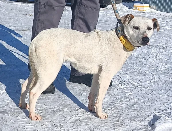 Znaleziono psa, Pieckowo, 16 lutego 2026 (2/2)