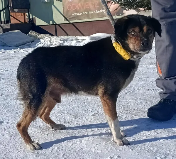 Znaleziono psa, Pieckowo, 16 lutego 2026 (1/2)