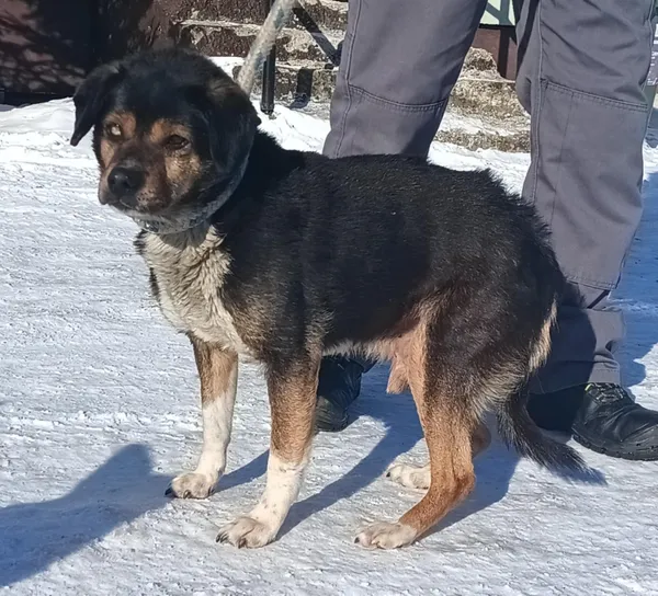 Znaleziono psa, Pieckowo, 16 lutego 2026 (2/2)