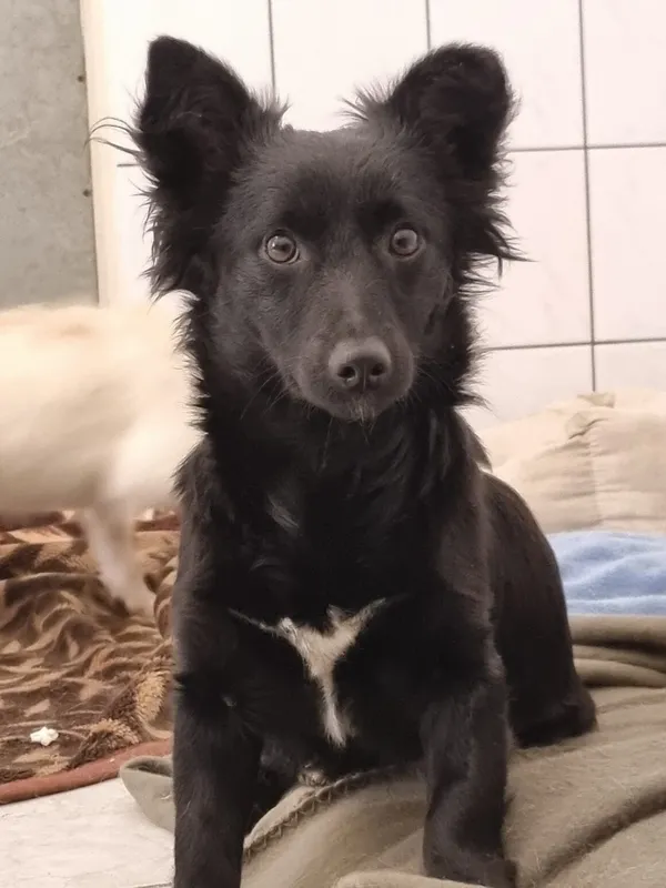 Pies do adopcji, Milanówek, 16 lutego 2026 (3/5)