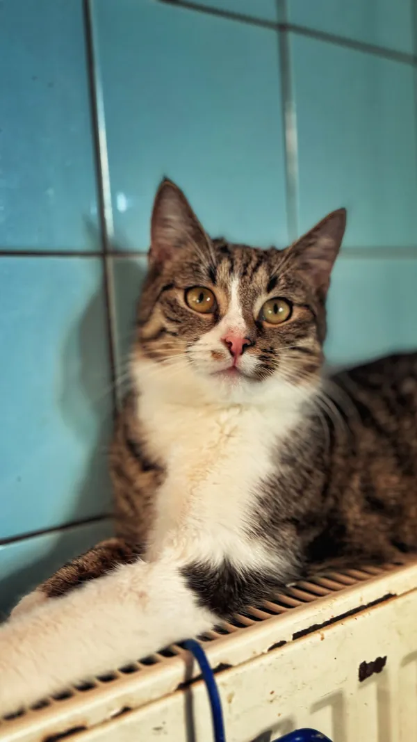 Kot do adopcji, Dłużyna Górna, 16 lutego 2026 (1/5)