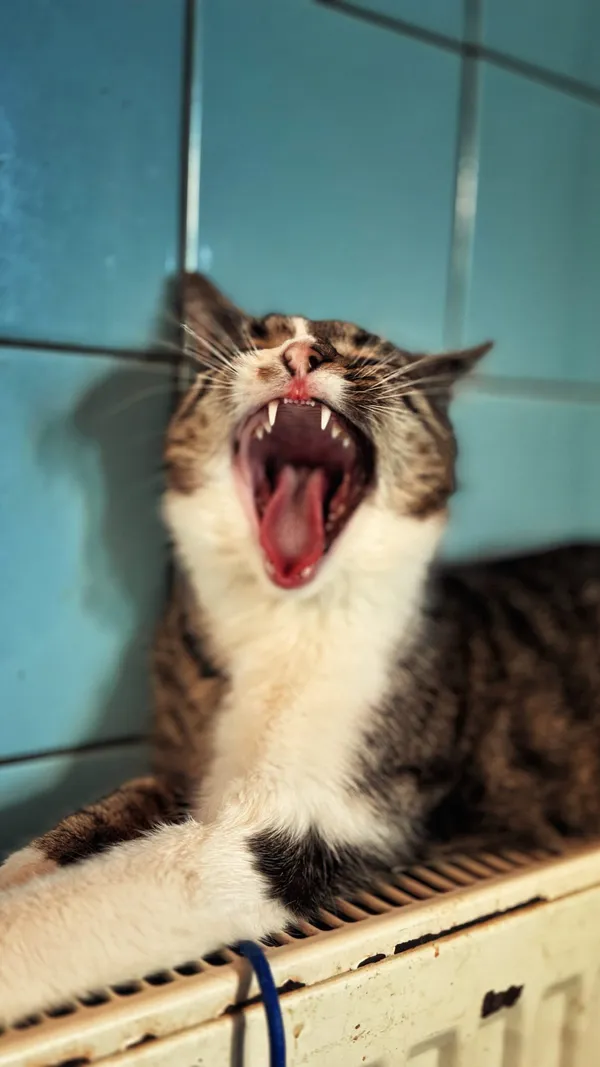 Kot do adopcji, Dłużyna Górna, 16 lutego 2026 (4/5)