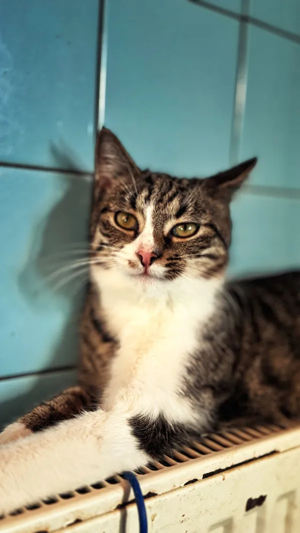 Kot do adopcji, Dłużyna Górna, 16 lutego 2026 (5/5)