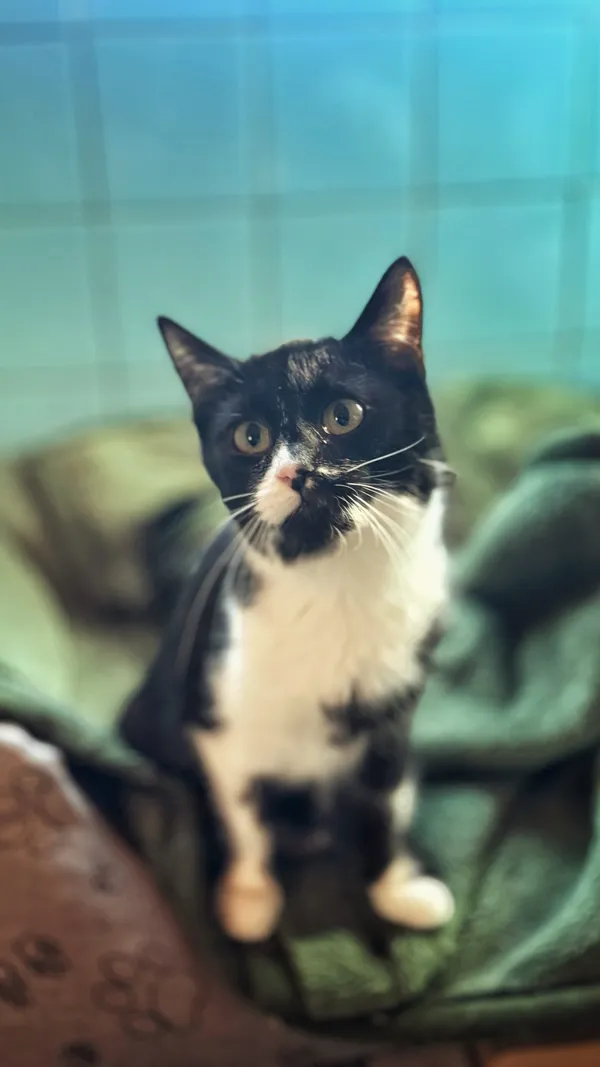 Kot do adopcji, Dłużyna Górna, 16 lutego 2026 (4/5)