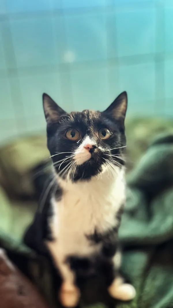 Kot do adopcji, Dłużyna Górna, 16 lutego 2026 (5/5)