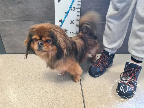 Znaleziono psa, Chełmek, 17 lutego 2026