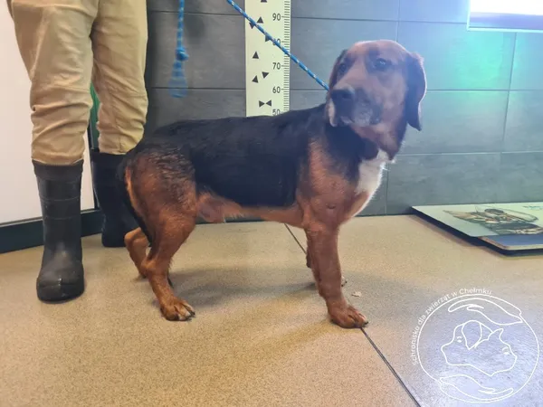 Pies do adopcji, Chełmek, 18 stycznia 2026